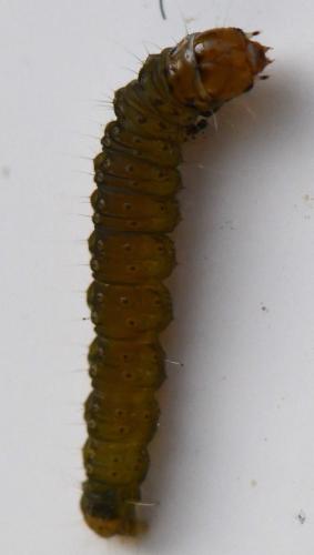 Cacoecimorpha pronubana